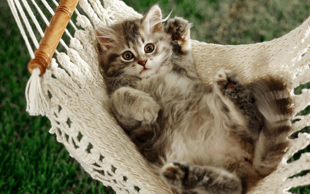 cat_in_a_hammock