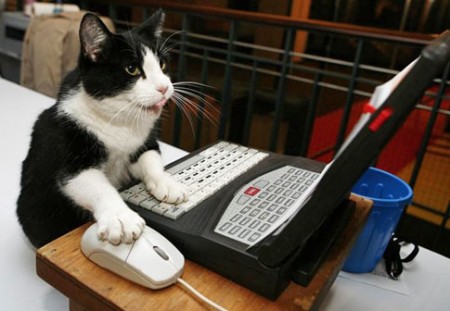 cat-on-computer1