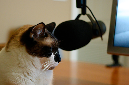 podcast_cat